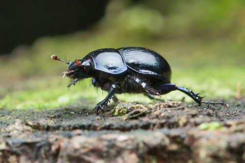 Waldmistkäfer