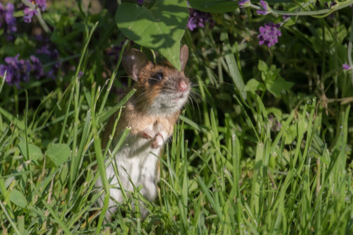 NAJU_weitere Tiere_Wiese_Säugetiere_Feldmaus_NABU Fotoclub Gaby Schröder
