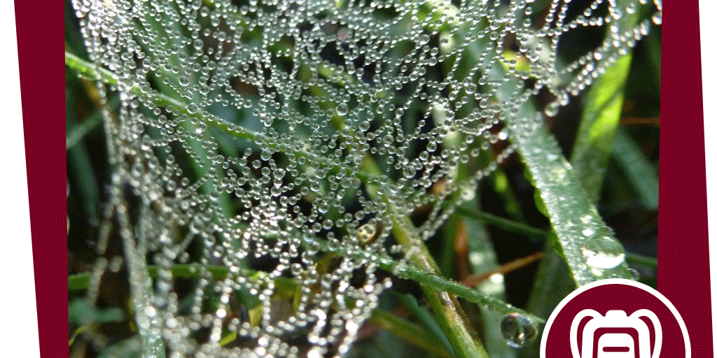 NAJUversum_Beitrag_Gebirge_Wolfsspinne_Aktion_Netz