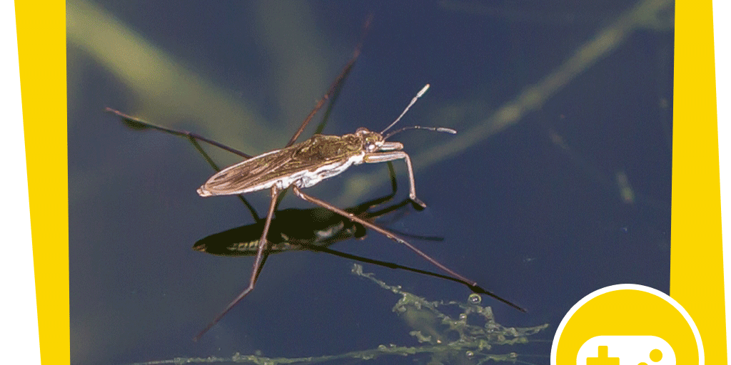 NAJUversum_Beitrag_Unterwasser_Spiel_Wer_frisst_was_NABU_Gaby_Schroeder
