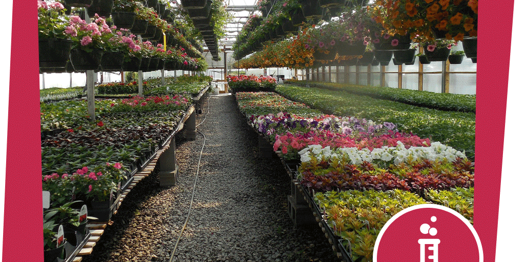 NAJUversum_Beitragsbild_Gebirge_Arnika_Experiment_Treibhaus_pixabay_StillWorkingImagery