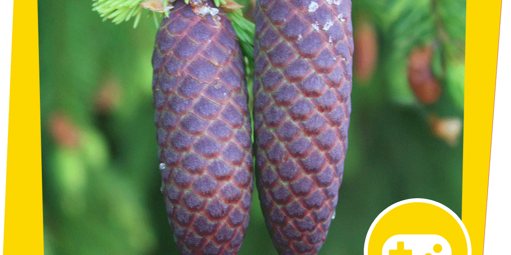 NAJUversum_Beitragsbild_Gebirge_Arnika_Spiel_Paarfindung_NABU_Lutz_Wolfram