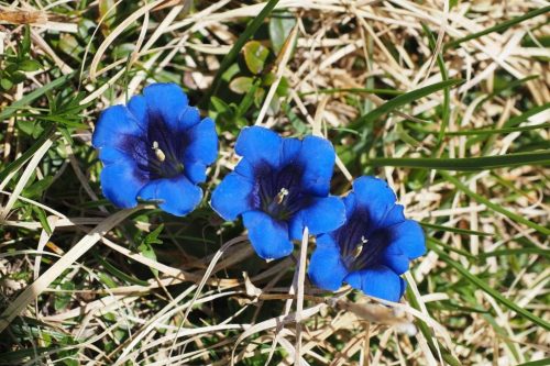 NAJUversum_Gebirge_Pflanze_Steckbrief_Kalkenzian_pixabay_Hans