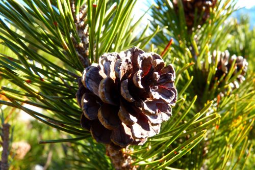NAJUversum_Gebirge_Pflanze_Steckbrief_Latsche_pixabay_LoggaWiggler