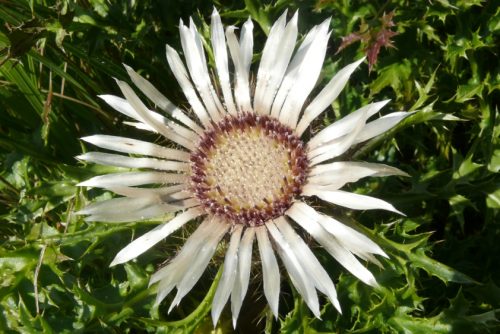 NAJUversum_Gebirge_Pflanze_Steckbrief_Silberdistel_NABU_Bernd Haynold