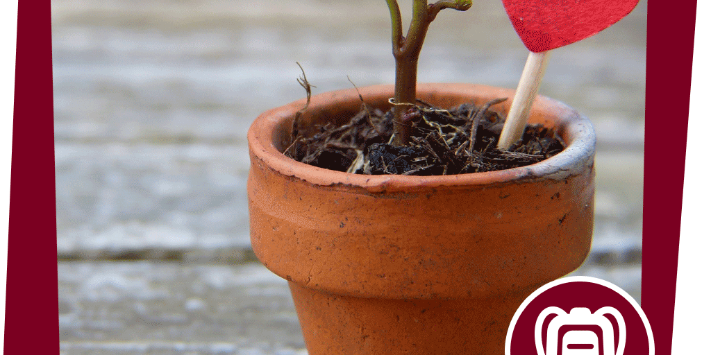 NAJUversum_Wiese_Insekt_Aktion_Bienenblumentopf_Beitrag_Pixabay_silviarita