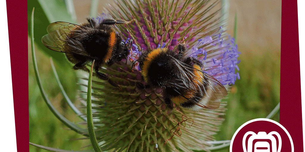 NAJUversum_Wiese_Insekt_Aktion_Hummelhaus_Beitrag_Pixabay_Michi-Nordlicht