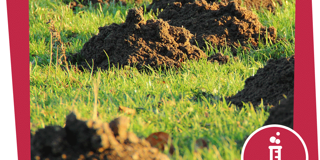 Naju_Wiese_Beitrag_Experiment_Boden_im_Glas_Pixabay_meineresterampe