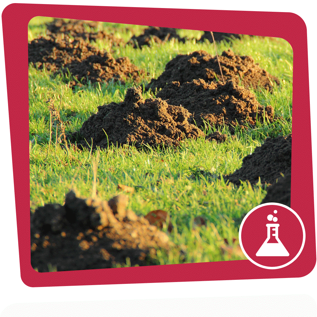 Dein Garten ist übersät von kleinen Hügeln? Schau dir den Boden mal genauer an!
