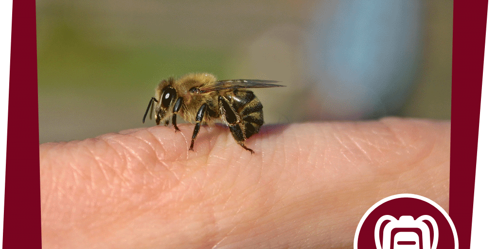 naju_Aktion_Beitrag_Energie-Tanke_Pixabay