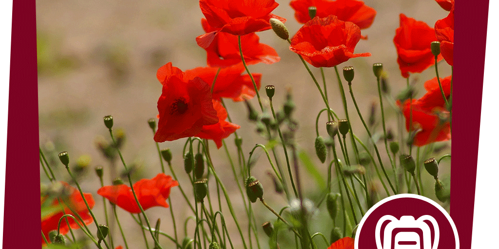 naju_Aktion_Beitrag_Farbforschung_NABU-Fotoclub-Hubertus-Schwarzentraub