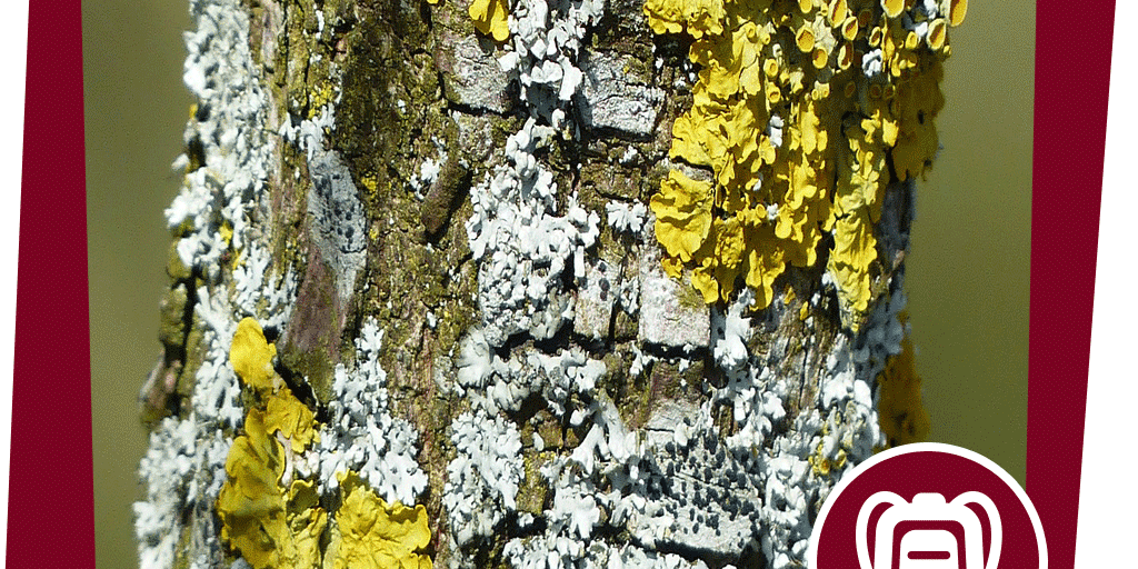 naju_Aktion_Beitrag_FlechteRinde_Pixabay