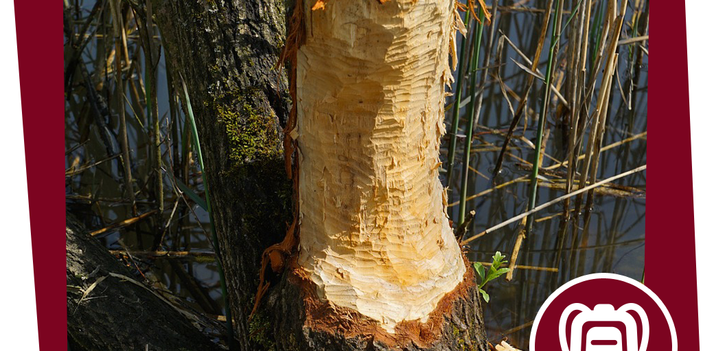 naju_Aktion_Beitrag_dem_Biber_auf_der_Spur_Pixabay