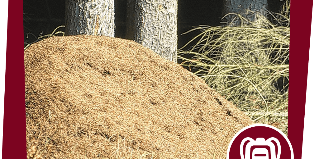 naju_Aktion_Beitragsbild_Ameisenhaufen_3