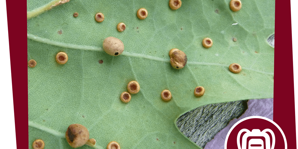 naju_Aktion_Beitragsbild_Wald_Nacht_Eichegallwespe