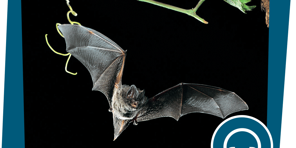 naju_Audio_Beitragsbild_Wald_Nacht_Ortungslaut_Abendsegler