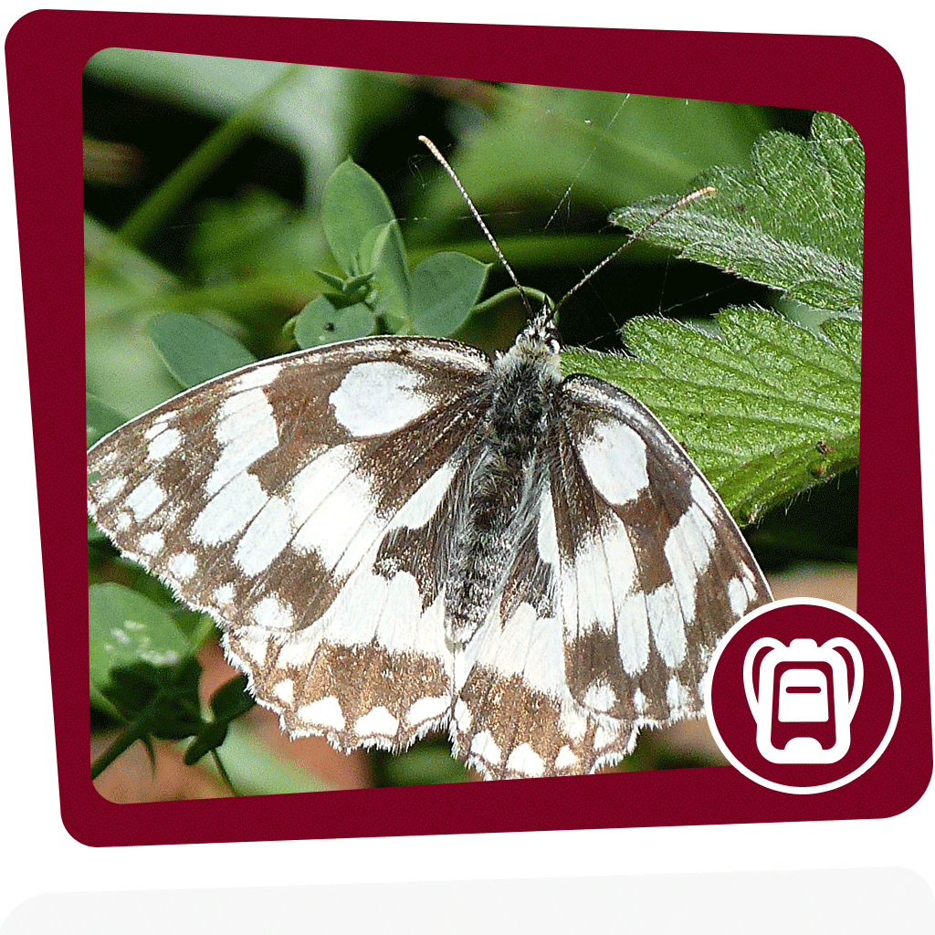 Was hat ein Schmetterling mit Schach zu tun?