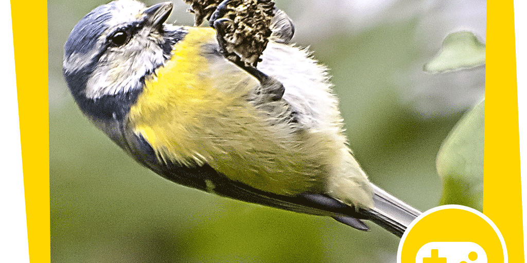 naju_Beitrag_Gartenvogelquiz_NABU_Fotoclub_Kathy_Buescher