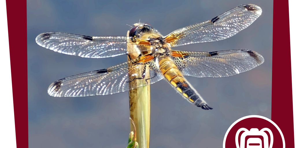 naju_Beitrag_Gewaesser_Insekten_Spinnentiere_Aktion_Lilbellensafari_NAJU_MN