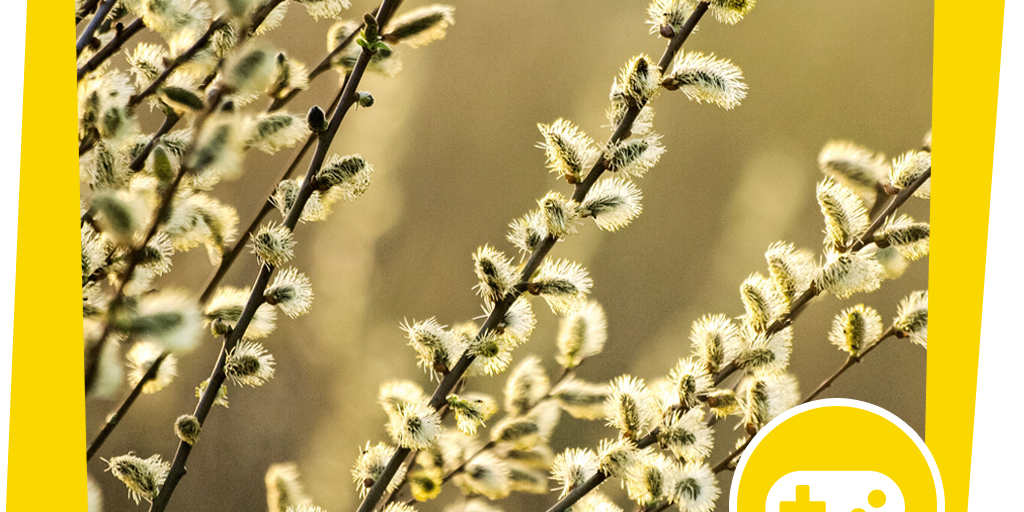 naju_Beitrag_Gewaesser_Pflanzen_Salweide_Spiel_Ringwerfen_mit_Weidenruten_NABU_Kathy_Büscher