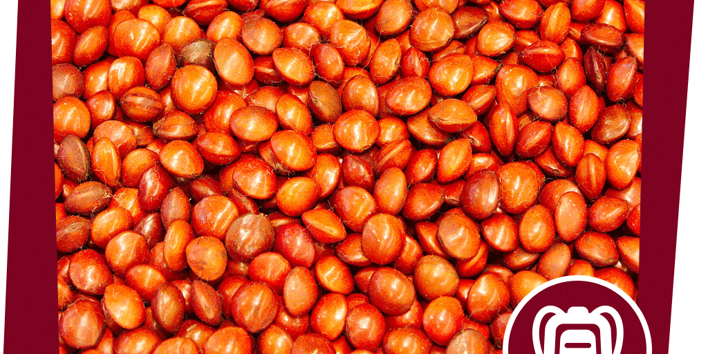 naju_Beitrag_Turteltaube_Aktion_Pflanzenküche