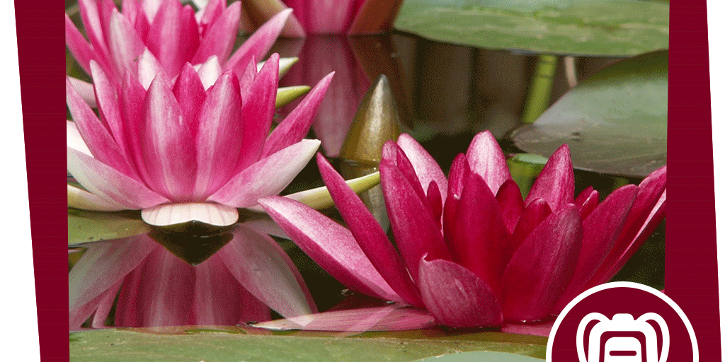 naju_Beitrag_Unterwasser_Pflanze_Aktion_Muskelprotz_evaboehm_pixabay