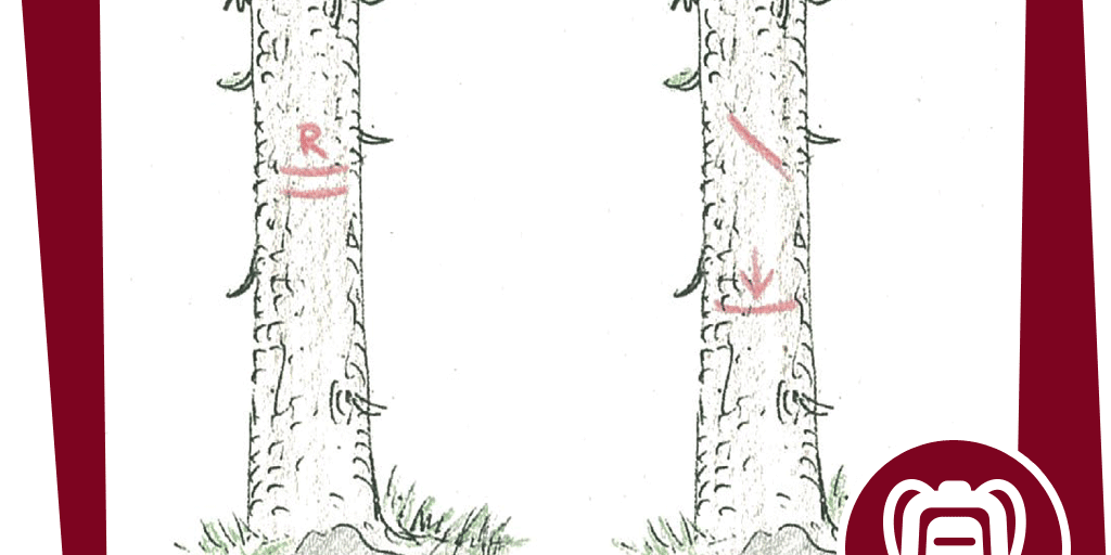 naju_Beitrag_Wald_Pflanze_Aktion_Geheime_Zeichen_NAJU