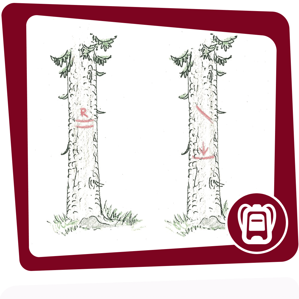 Punkte, Striche, Zahlen – die Bäume im Wald sind voller geheimnisvoller Zeichen. Weißt du, was dahinter steckt?