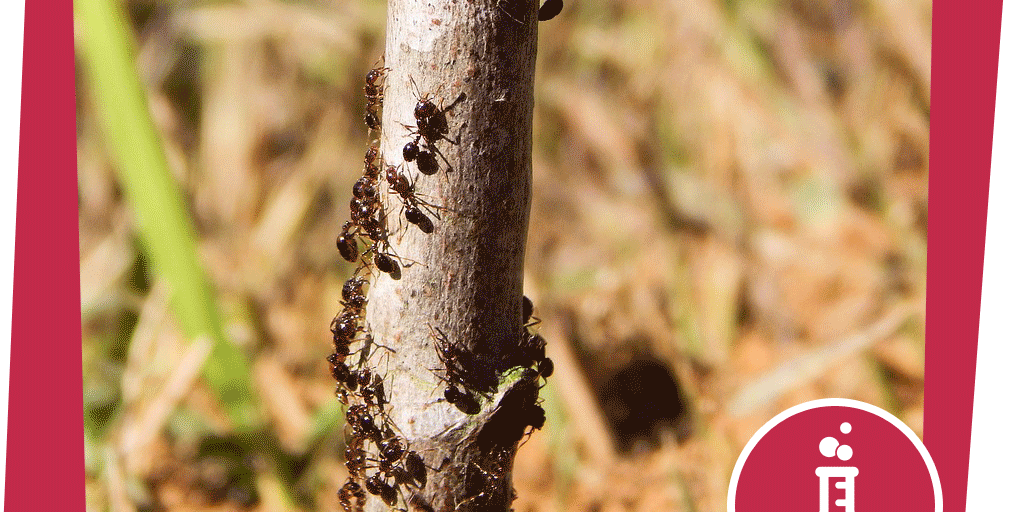 naju_Beitrag_Wald_Tag_Insekt_Ameisenautobahn_Pixabay_Morgan_Burke