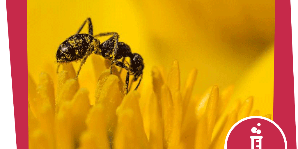 naju_Beitrag_Wald_Tag_Insekt_Ameisenpupse_NABU_Gaby_Schroeder