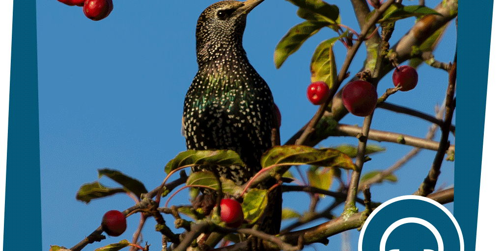 naju_Beitragsbild_Stadt_Tag_Audio_Gesang-der-Stare