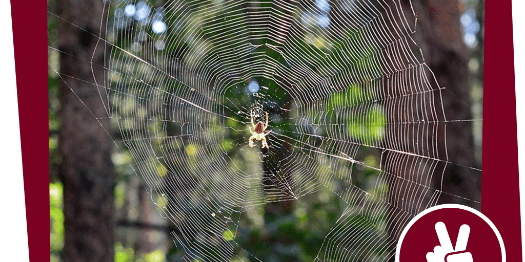 naju_Beitragsbild_Wald_Nacht_Insekt_Kreuzspinne