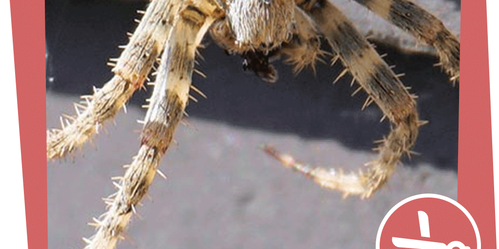 naju_Beitragsbild_Wald_Nacht_Insekt_Wolfsspinne