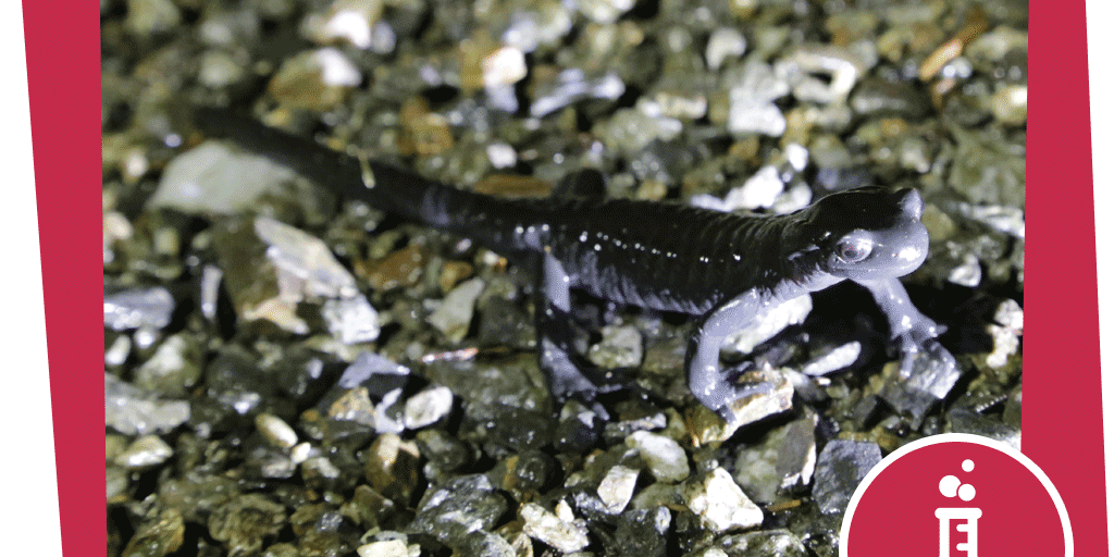 naju_Beitragsbilder_Alpensalamander_Experiment