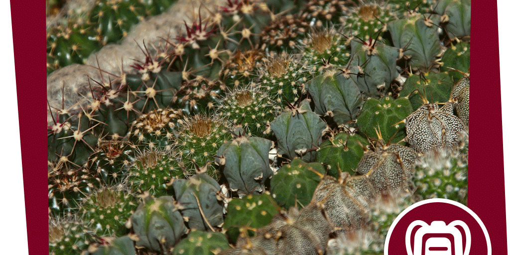 naju_Beitragsbilder_Hahnenfuß_Aktion