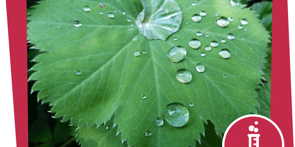 naju_Beitragsbilder_Hahnenfuß_Experiment