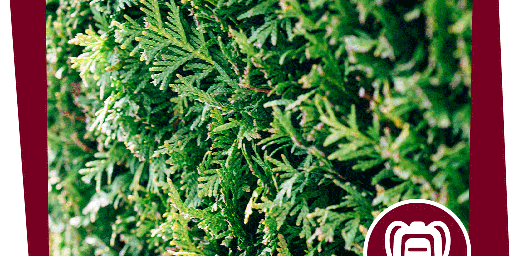 naju_Beitragsbilder_Hecke