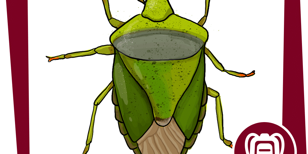 naju_Beitragsbilder_Stinkwanze