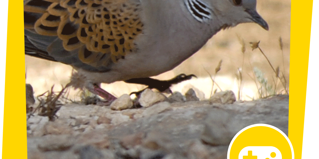 naju_Beitragsbilder_Turteltaube_Spiel