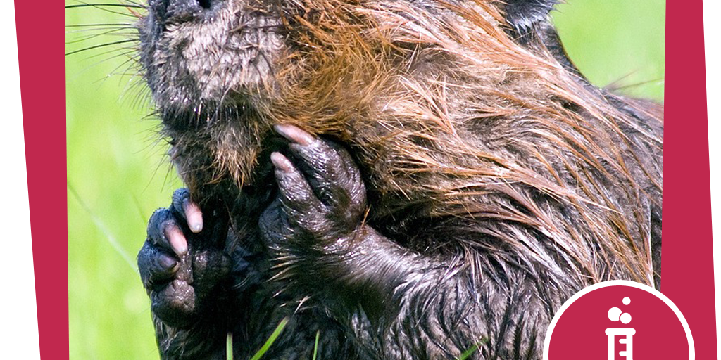 naju_Experiment_Beitrag_Bibernase_Pixabay