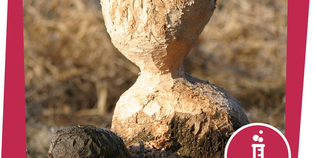 naju_Experiment_Beitrag_nagen_wie_ein_Biber_Pixabay