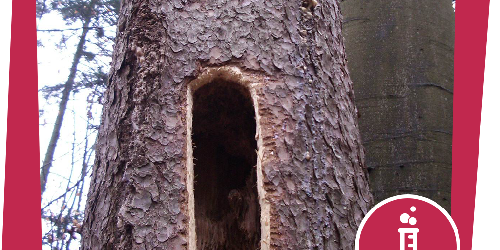 naju_Experimente_Beitragsbild_wald_Tag_Wand-Spechthoehle