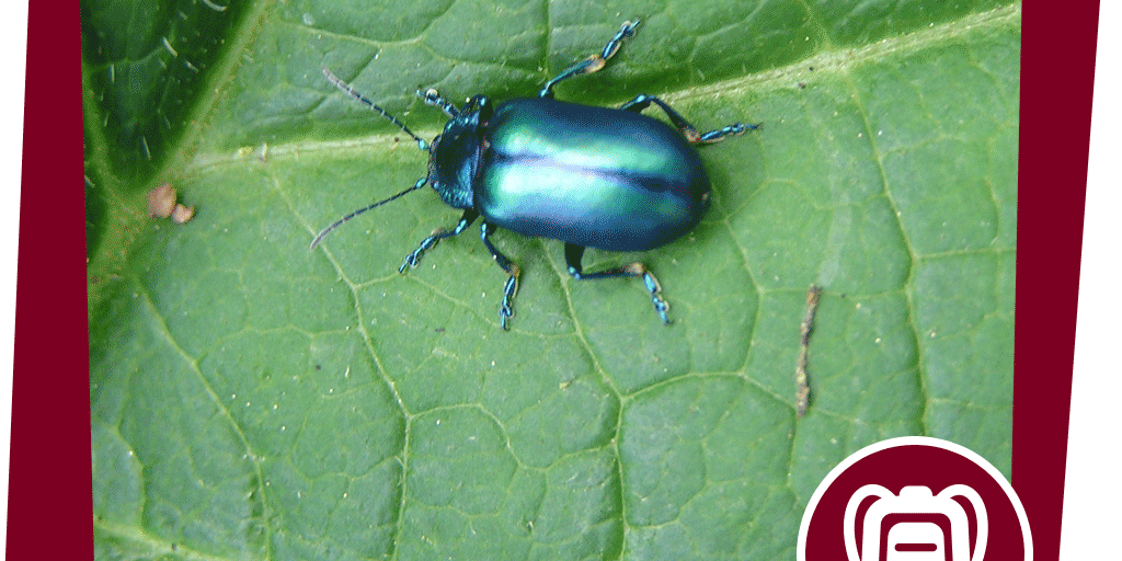 naju_aktion_Beitrag_angriff-die-wafffen-der-pflanzen_C.-Brandstetter