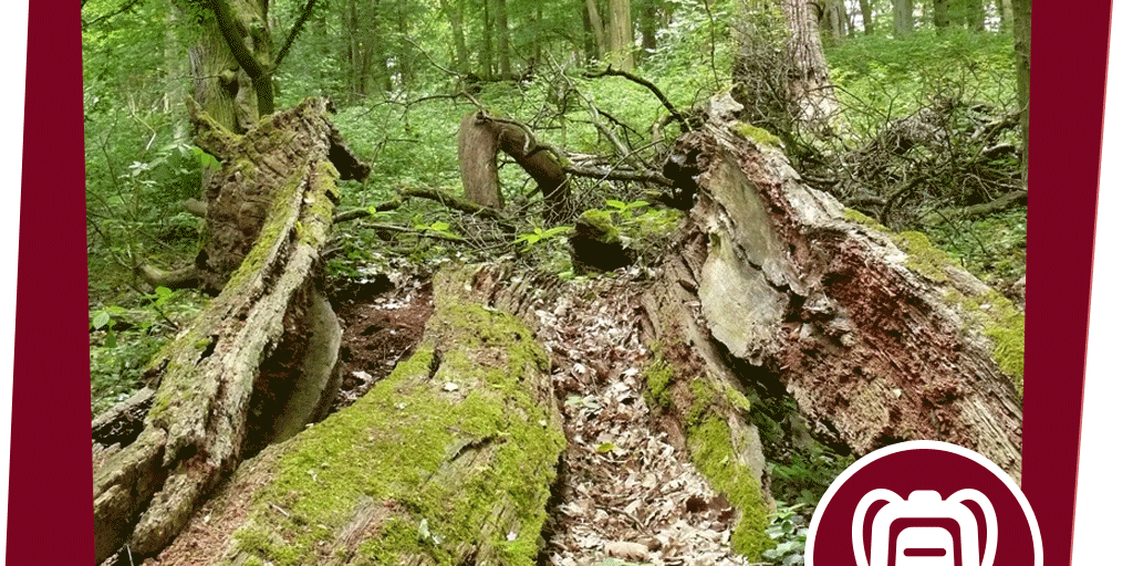 naju_aktion_beitrag_riesen-wg-im-totholz_nabu-fotoclub_-krzysztof-wesolowski