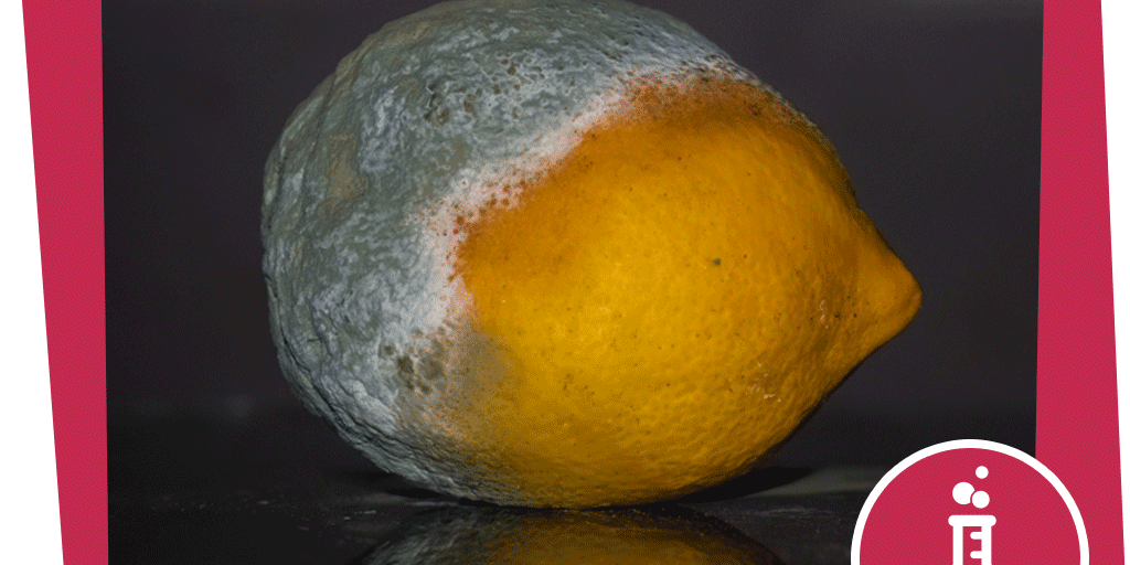 naju_experiment_beitrag_penicillin-selber-machen_pixabay_dimitrisvetsikas1969